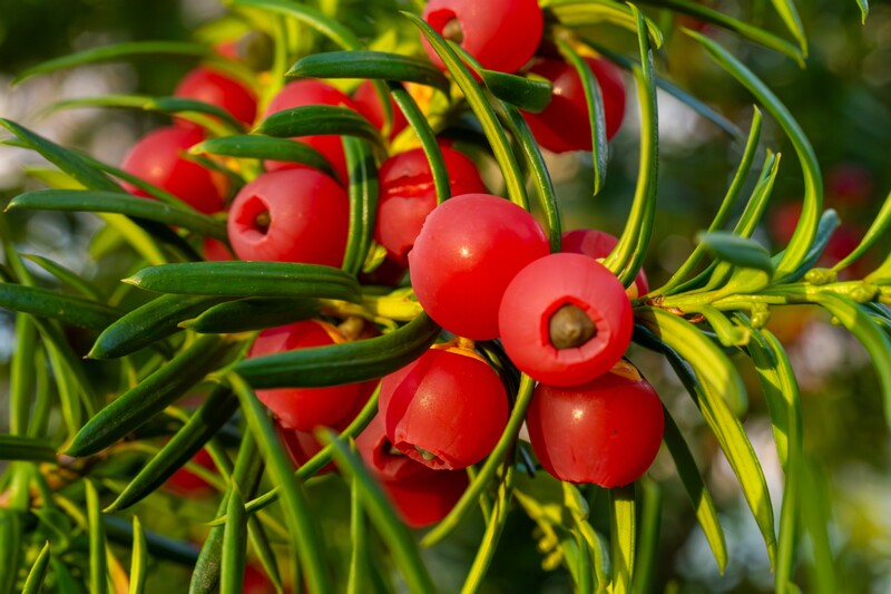 taxus-baccata 2024-11-23 1-34