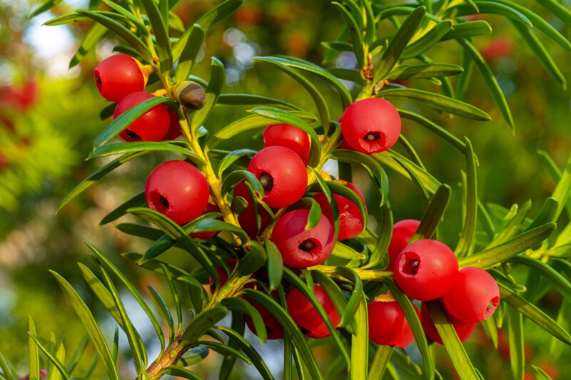 taxus-baccata 2024-11-23 1-38