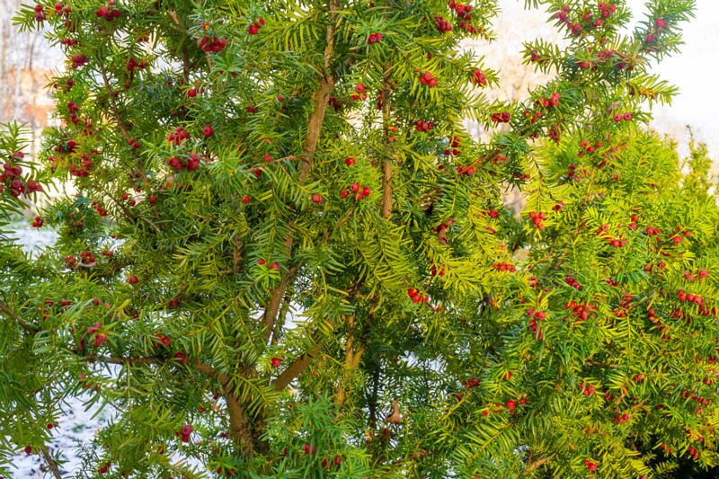 taxus-baccata 2024-11-23 1-40