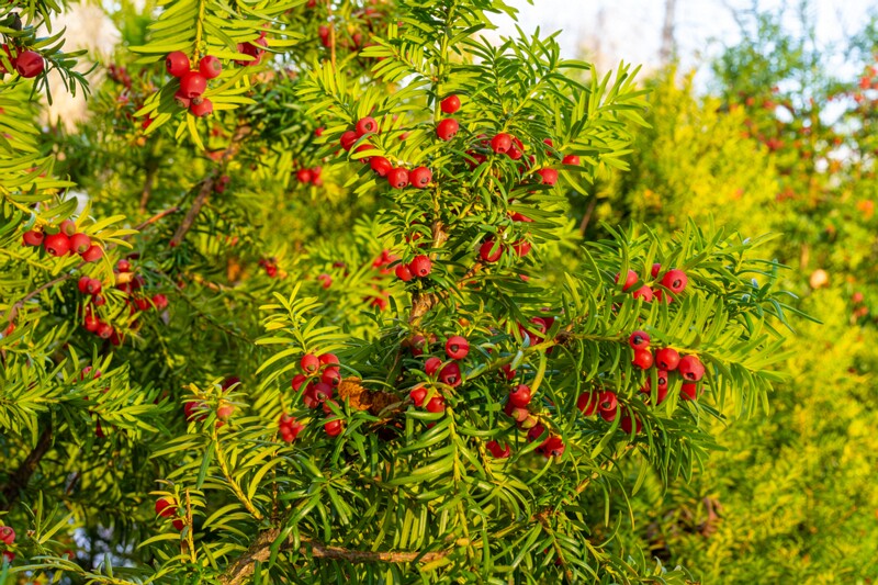 taxus-baccata 2024-11-23 1-42