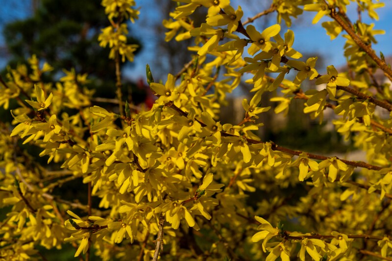 et. Värdforsüütia, en. hybrid forsythia, lat. Forsythia x intermedia
