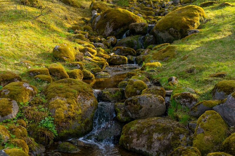 kadrioru-pargi-jaapani-aed 2025-04-19 1-1