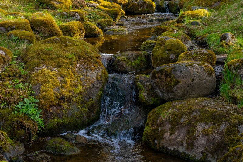 kadrioru-pargi-jaapani-aed 2025-04-19 1-2