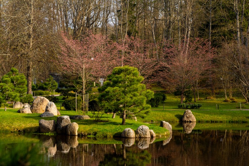 kadrioru-pargi-jaapani-aed 2025-04-19 1-24