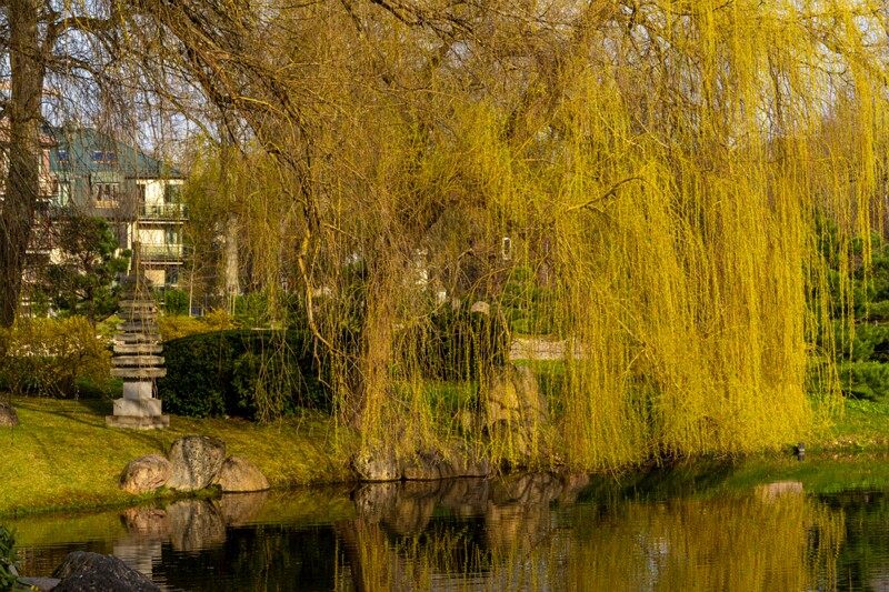 kadrioru-pargi-jaapani-aed 2025-04-19 1-31