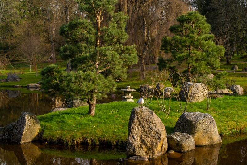 kadrioru-pargi-jaapani-aed 2025-04-19 1-36