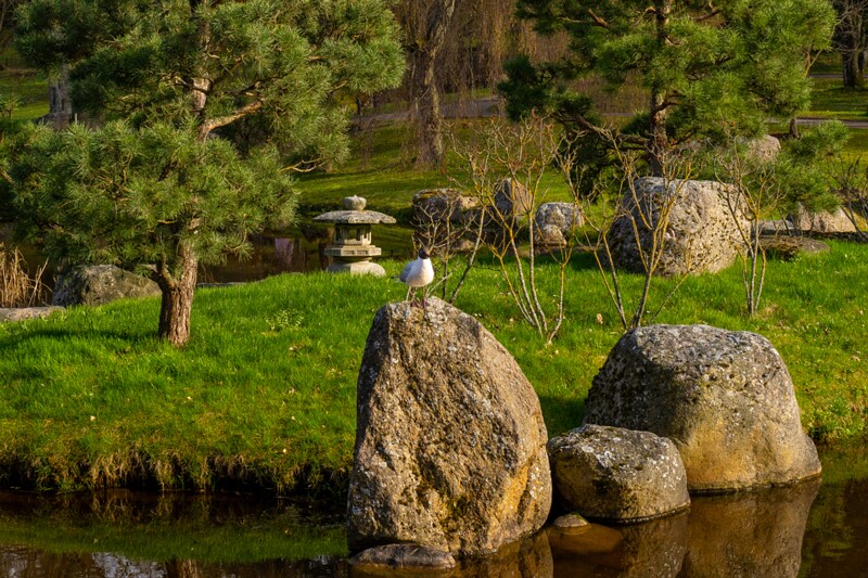 kadrioru-pargi-jaapani-aed 2025-04-19 1-37