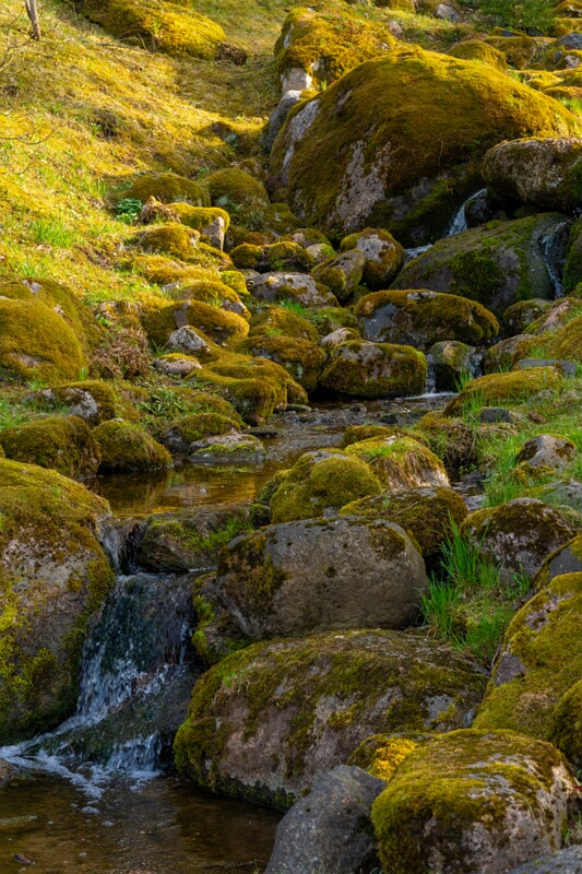 kadrioru-pargi-jaapani-aed 2025-04-19 1-45