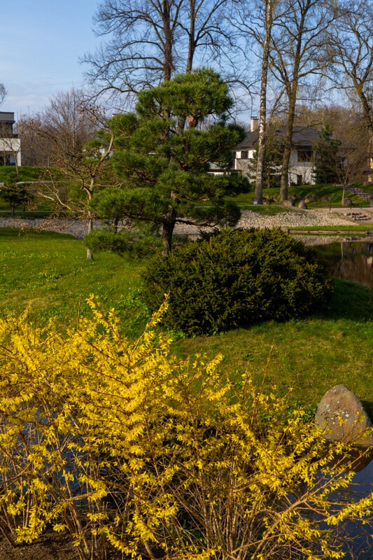 kadrioru-pargi-jaapani-aed 2025-04-19 1-9