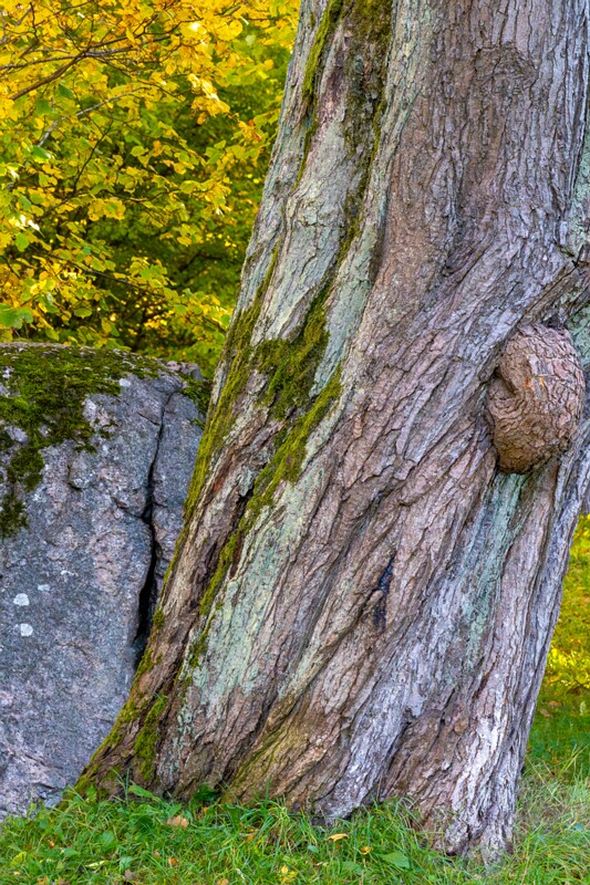 Kadrioru Põhja kivi  2025-10-18 1-4