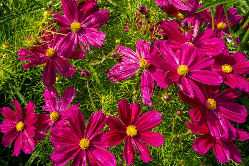 et. Harilik kosmos, en. garden cosmos, lat. Cosmos bipinnatus