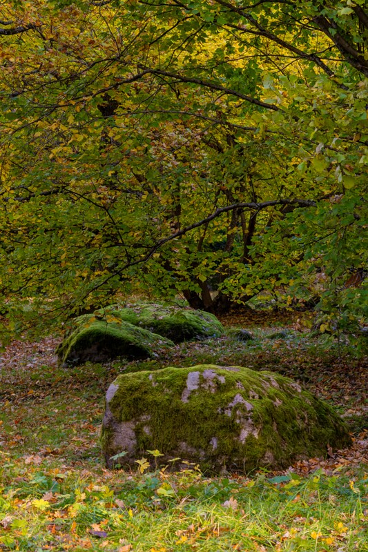 Kadrioru kivikülv  2025-10-18 1-10