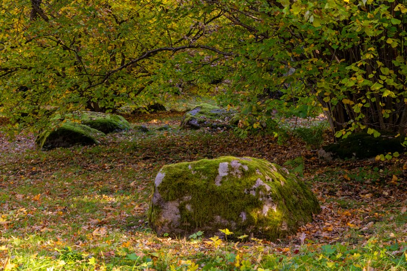 Kadrioru kivikülv  2025-10-18 1-11