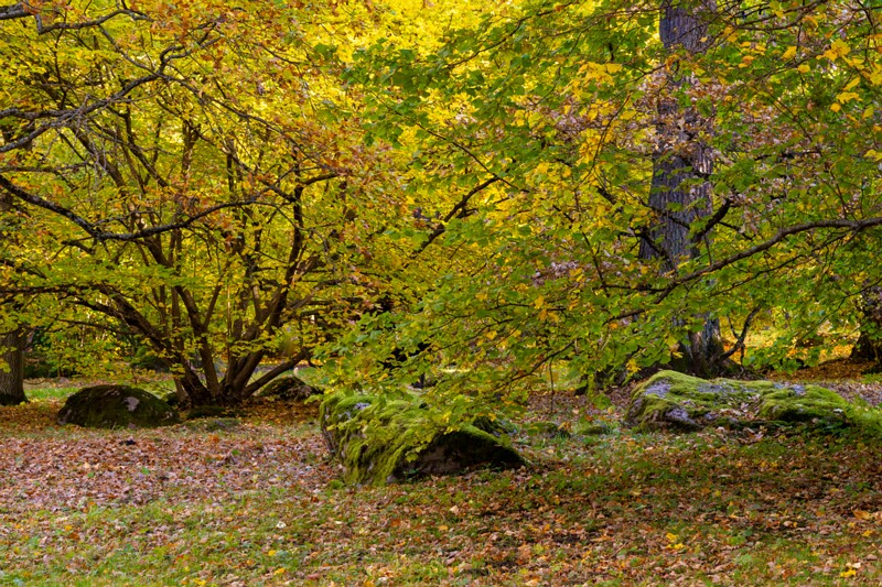 Kadrioru kivikülv  2025-10-18 1-12