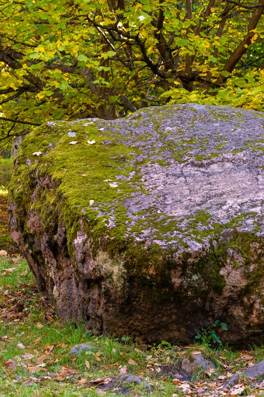 Kadrioru kivikülv  2025-10-18 1-19