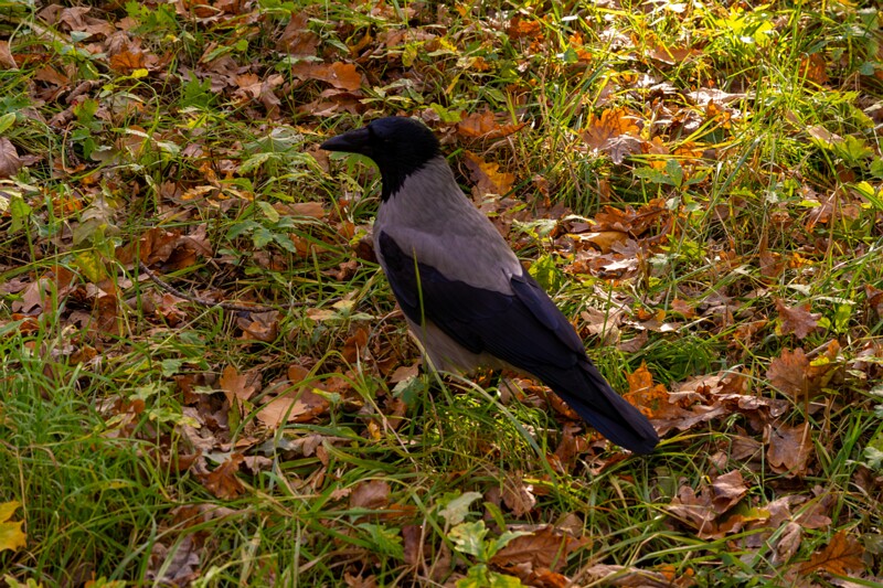 Kadrioru kivikülv  2025-10-18 1-4