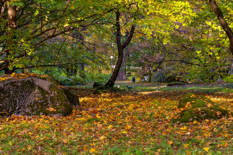 Kadrioru kivikülv  2025-10-18 1-8