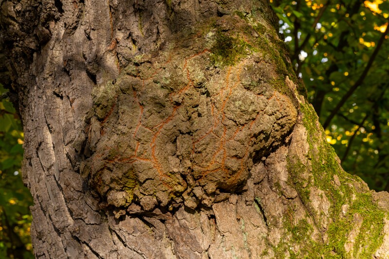 Kadrioru pargi tammesalu  2025-10-18 1-1