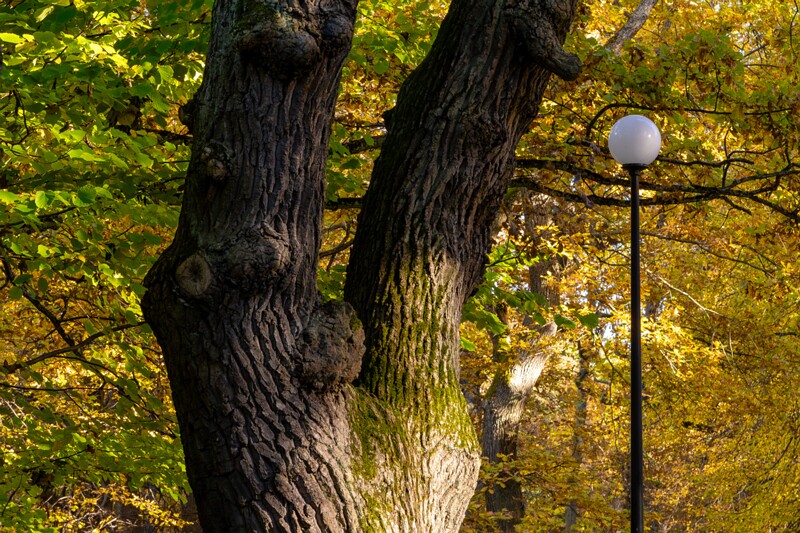 Kadrioru pargi tammesalu  2025-10-18 1-10