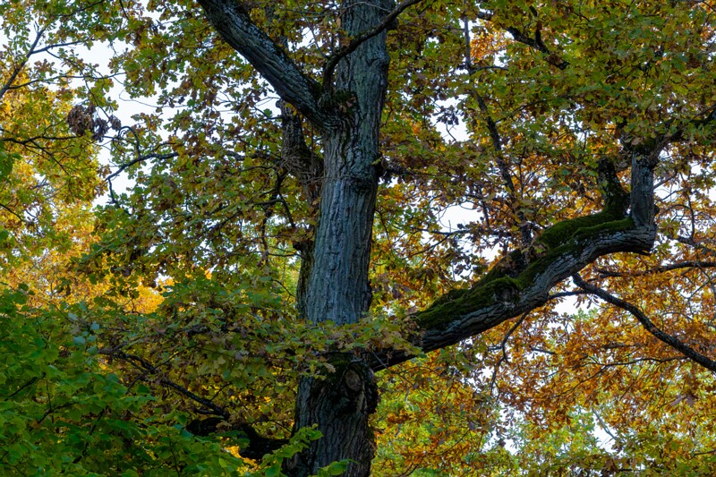 Kadrioru pargi tammesalu  2025-10-18 1-11