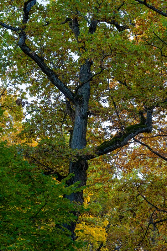 Kadrioru pargi tammesalu  2025-10-18 1-12