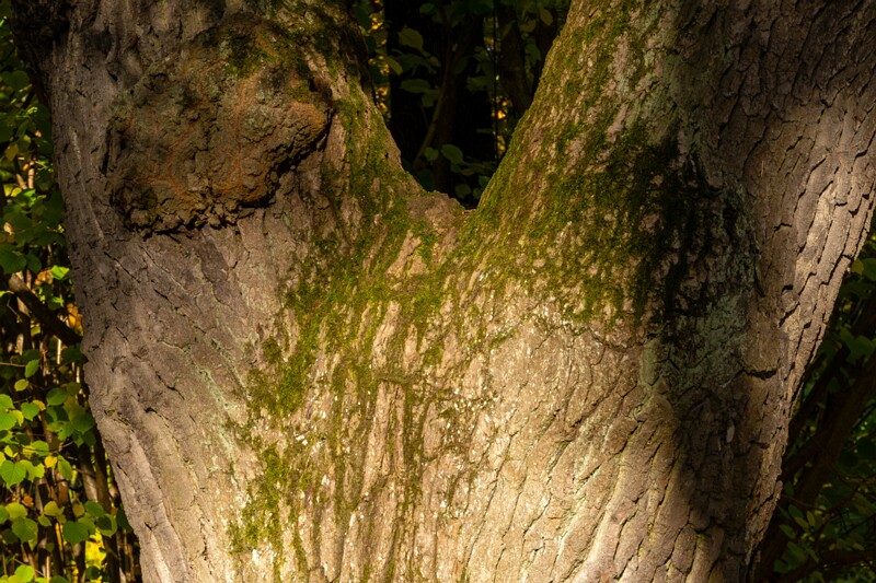 Kadrioru pargi tammesalu  2025-10-18 1-3