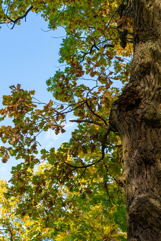 Kadrioru pargi tammesalu  2025-10-18 1-4