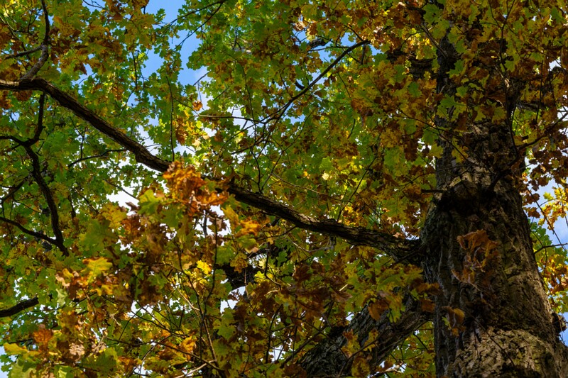 Kadrioru pargi tammesalu  2025-10-18 1-5