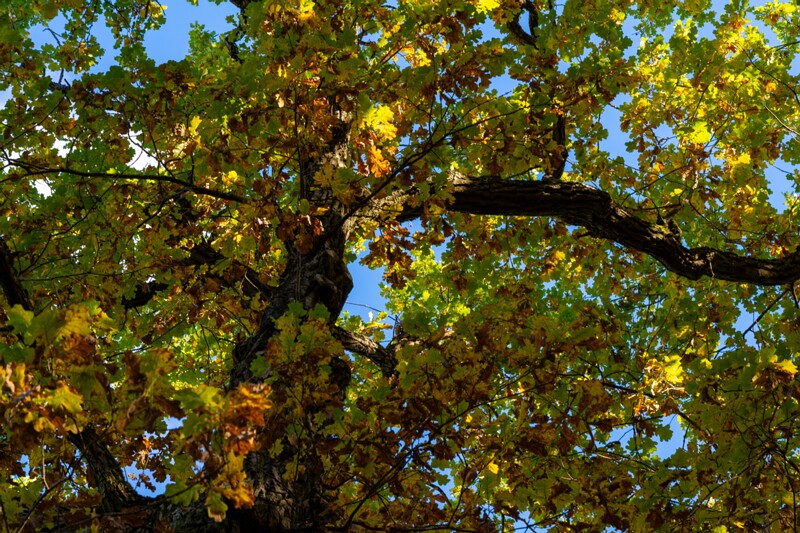 Kadrioru pargi tammesalu  2025-10-18 1-7