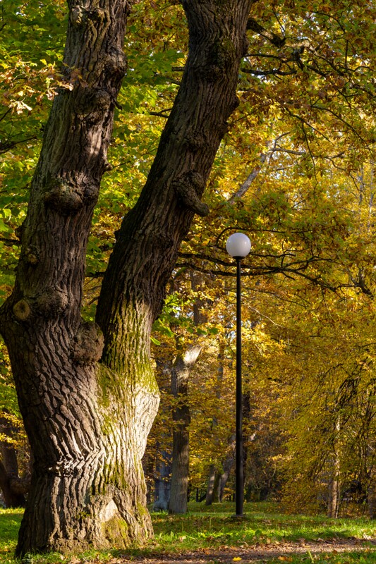 Kadrioru pargi tammesalu  2025-10-18 1-8