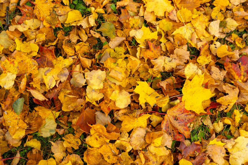 Kadrioru park sügisel  2025-10-18 1-10