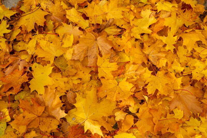 Kadrioru park sügisel  2025-10-18 1-14