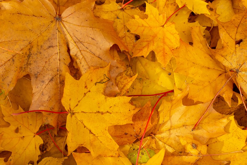 Kadrioru park sügisel  2025-10-18 1-16