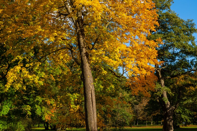 Kadrioru park sügisel  2025-10-18 1-19