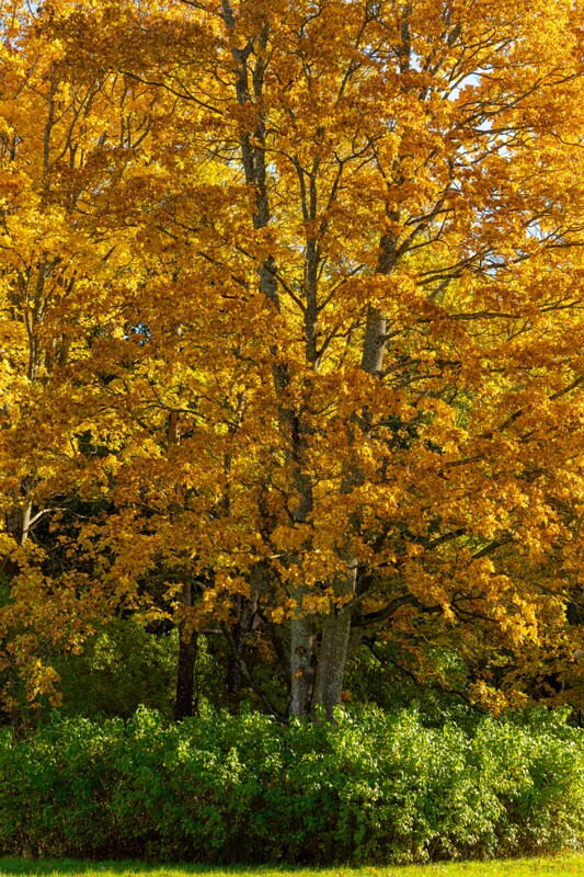 Kadrioru park sügisel  2025-10-18 1-2