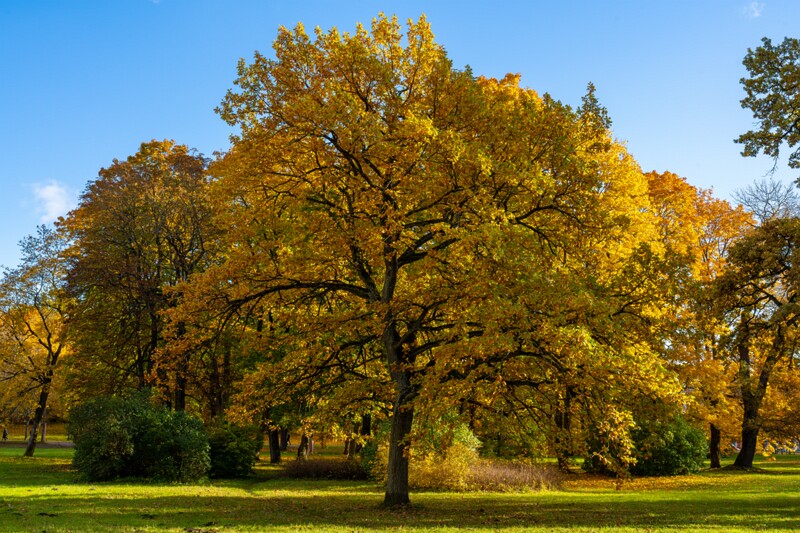 Kadrioru park sügisel  2025-10-18 1-20