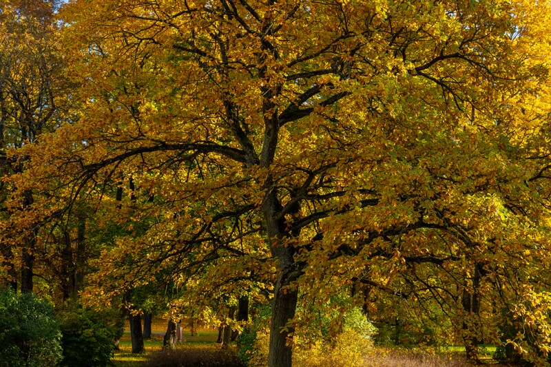 Kadrioru park sügisel  2025-10-18 1-21