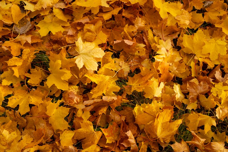 Kadrioru park sügisel  2025-10-18 1-22