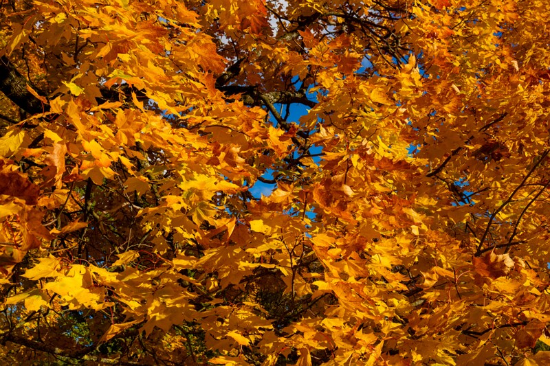 Kadrioru park sügisel  2025-10-18 1-27