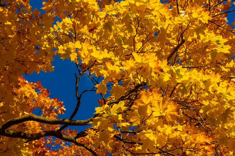 Kadrioru park sügisel  2025-10-18 1-30