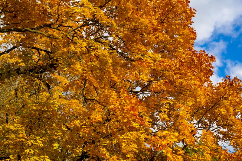 Kadrioru park sügisel  2025-10-18 1-31