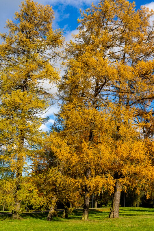 Kadrioru park sügisel  2025-10-18 1-4