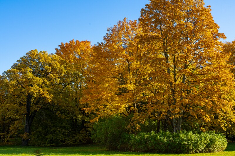 Kadrioru park sügisel  2025-10-18 1-6