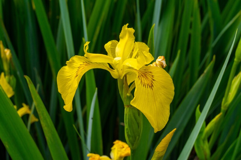 et. Kollane võhumõõk, en. yellow flag, lat. Iris pseudacorus