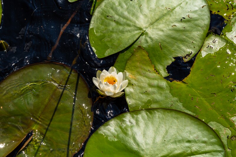 Nymphaea candida  2026-08-01 1-1
