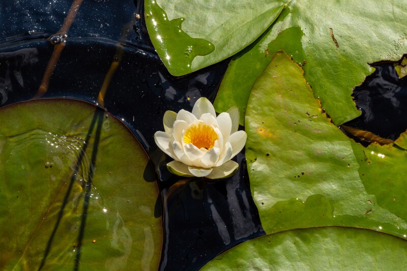 Nymphaea candida  2026-08-01 1-3