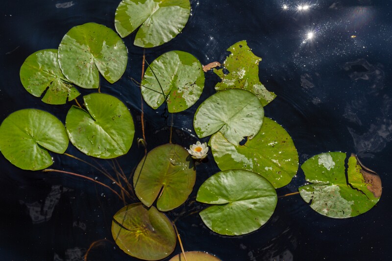 Nymphaea candida  2026-08-01 1-4
