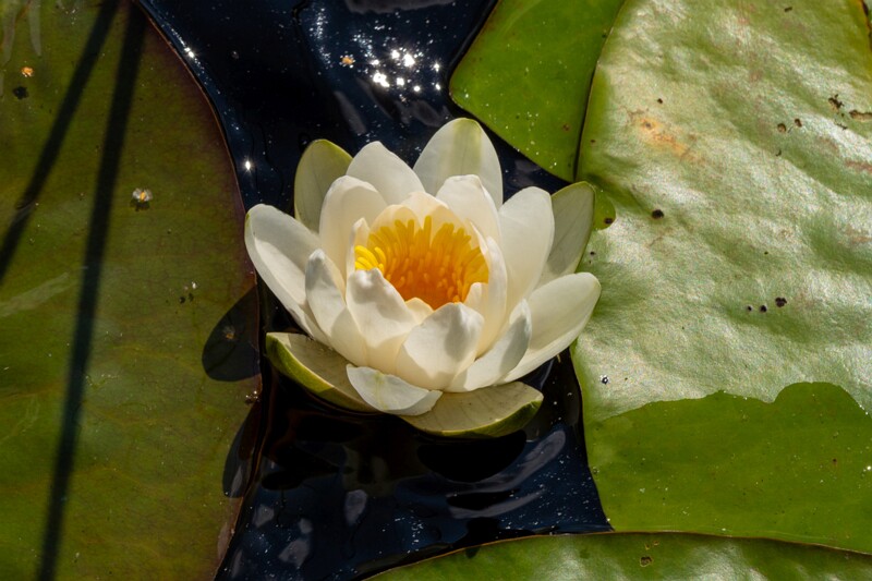 et. Väike vesiroos, en. snow-white waterlily, lat. Nymphaea candida