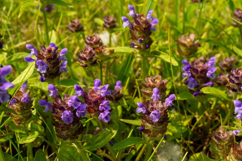 et. Harilik käbihein, en. common self-heal, lat. Prunella vulgaris