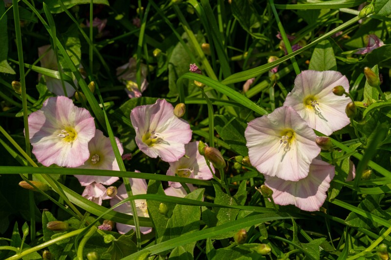 et. Harilik kassitapp, en. field bindweed, lat. Convolvulus arvensis